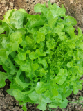 Saláta zöld tölgylevelű Bio (Erdődi Biokertészet)