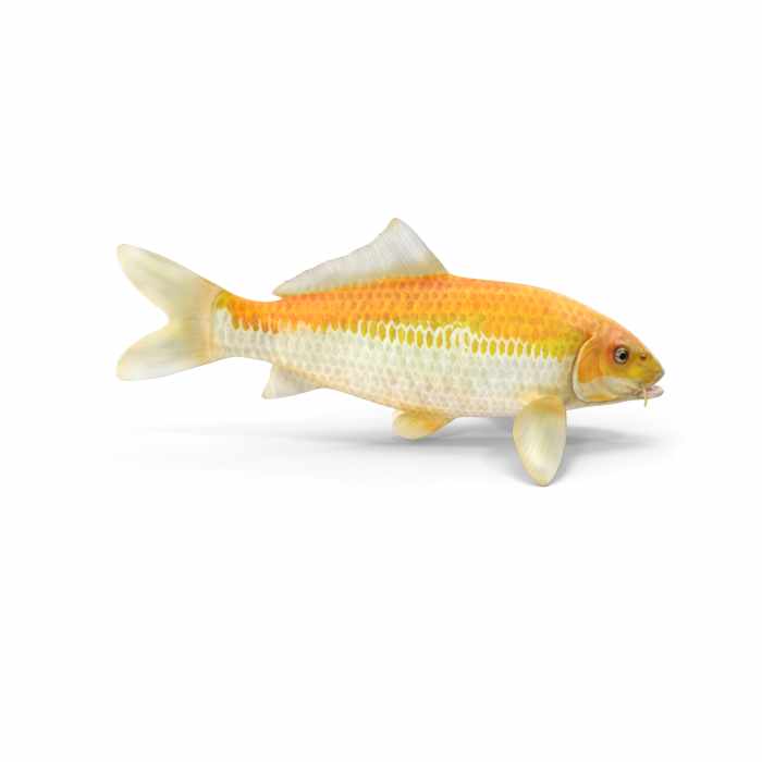 Yellow Koi Ogon Fish