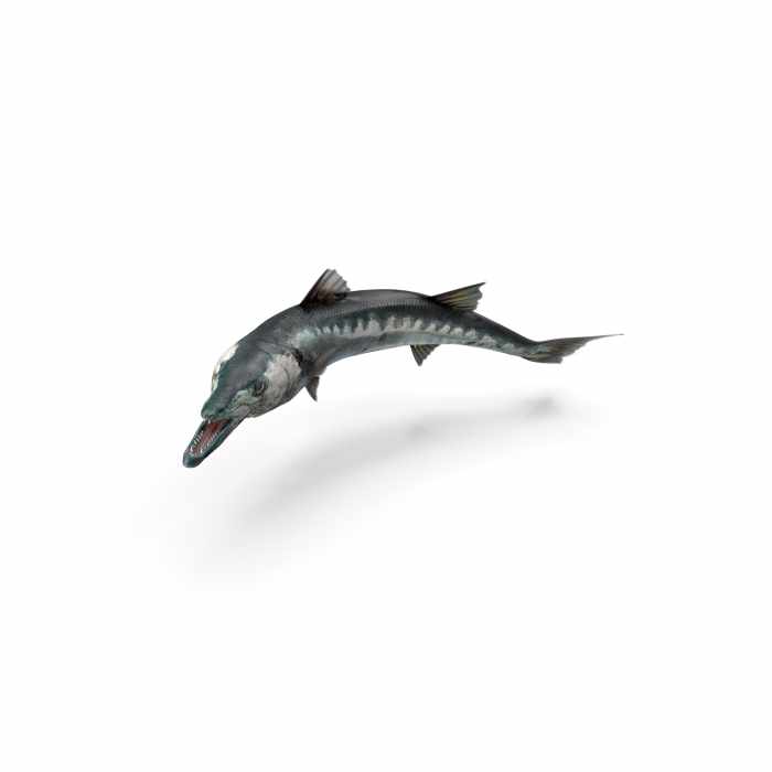 Barracuda Fish