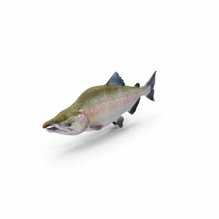 Pink Salmon