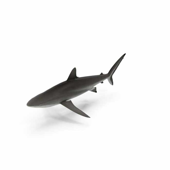 Silky Shark