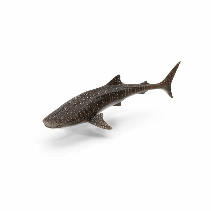 Whale Shark