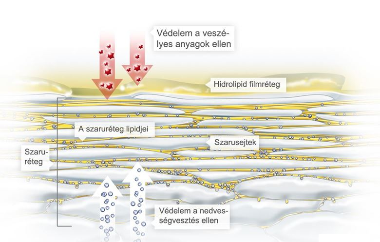 Hidrolipid egyensúly
